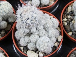 Escobaria sneedii CITES IA pot 5,5 cm, seedling - 12389821