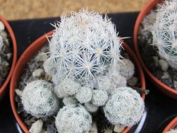 Escobaria sneedii CITES IA pot 5,5 cm, seedling