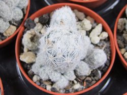 Escobaria sneedii CITES IA pot 5,5 cm, seedling - 12389824