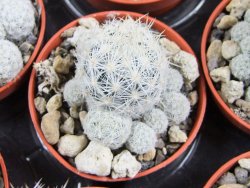 Escobaria sneedii CITES IA pot 5,5 cm, seedling - 12389825