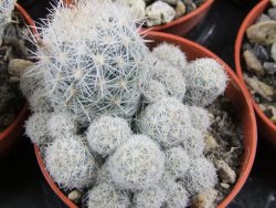 Escobaria sneedii CITES IA pot 5,5 cm, seedling - 12389826