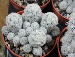 Escobaria sneedii CITES IA pot 5,5 cm, seedling - 12389827