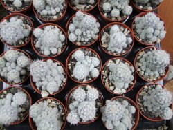 Escobaria sneedii CITES IA pot 5,5 cm, seedling - 12389828