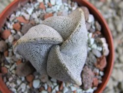 Astrophytum coahuilense tricostatum pot 5,5 cm - 12387823