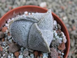 Astrophytum coahuilense tricostatum pot 5,5 cm - 12387824