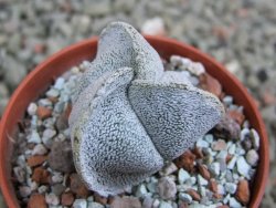 Astrophytum coahuilense tricostatum pot 5,5 cm - 12387825