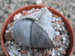 Astrophytum coahuilense tricostatum pot 5,5 cm - 12387826