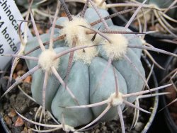Echinocactus horizonthalonius El Hundiddo pot 5,5 cm