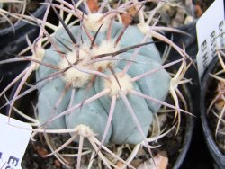 Echinocactus horizonthalonius El Hundiddo pot 5,5 cm - 12381010