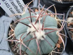 Echinocactus horizonthalonius Cuatro Cienegas, pot 5,5 cm