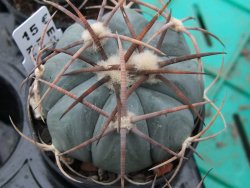Echinocactus horizonthalonius Cuatro Cienegas, pot 5,5 cm - 12379301