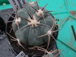 Echinocactus horizonthalonius Cuatro Cienegas, pot 5,5 cm - 12379302
