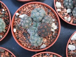 Puna bonniae pot 5,5 cm - 12373135