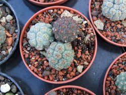 Puna bonniae pot 5,5 cm - 12373136