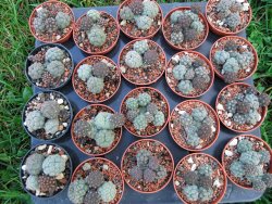 Puna bonniae pot 5,5 cm - 12373138