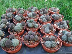 Puna bonniae pot 5,5 cm - 12373139