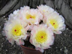 Puna bonniae pot 5,5 cm - 12395763