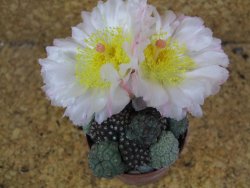 Puna bonniae pot 5,5 cm - 12395764