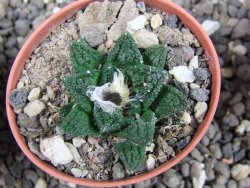 Ariocarpus fissuratus hintonii Matehuala pot 5,5 cm IA - 12373216