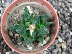 Ariocarpus fissuratus hintonii Matehuala pot 5,5 cm IA - 12373217