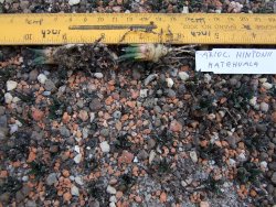 Ariocarpus fissuratus hintonii Matehuala IA