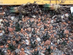 Ariocarpus fissuratus hintonii Matehuala IA - 12374306