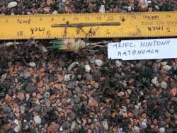 Ariocarpus fissuratus hintonii Matehuala IA - 12374307