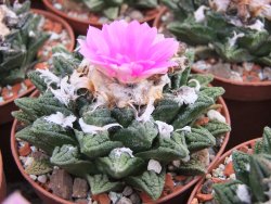Ariocarpus fissuratus hintonii Matehuala IA - 12415599