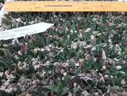 Ariocarpus trigonus horacekii Jaumave, Tam. 10 rostlin - 12373937