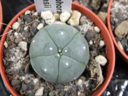 Lophophora williamsii pot 5,5 cm