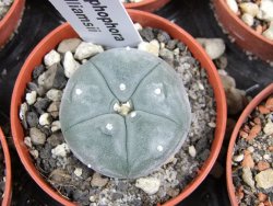 Lophophora williamsii pot 5,5 cm - 12379817