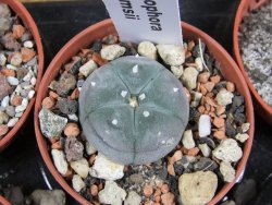 Lophophora williamsii pot 5,5 cm - 12379818