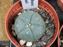 Lophophora williamsii pot 5,5 cm - 12379819