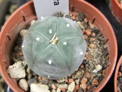 Lophophora williamsii pot 5,5 cm - 12379820