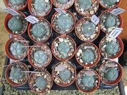 Lophophora williamsii pot 5,5 cm - 12379821