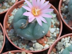 Lophophora fricii pot 5,5 cm