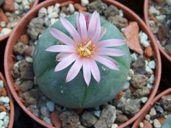 Lophophora fricii pot 5,5 cm - 12399024