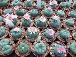 Lophophora fricii pot 5,5 cm - 12399025