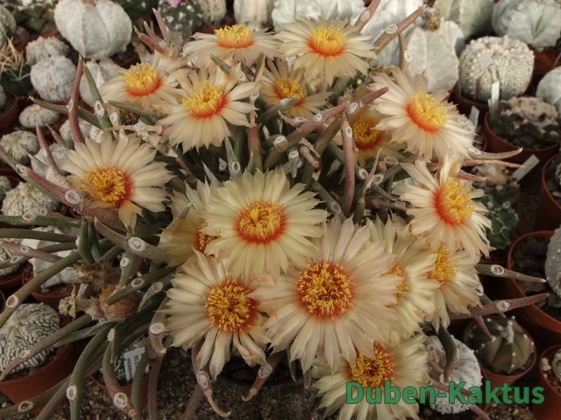 Astrophytum a Ariocarpus - 