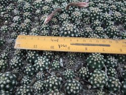 Pygmaeocereus bieblii - 12373911