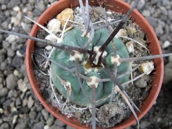 Gymnocalycium armatum pot 5,5 cm - 12374008