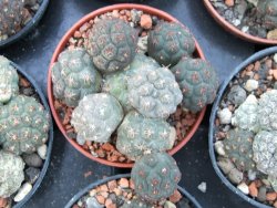 Puna bonniae pot 5,5 cm - 12374248