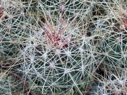 Hamatocactus hamatacanthus El Hundiddo pot 6,5 cm