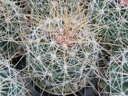 Hamatocactus hamatacanthus El Hundiddo pot 6,5 cm - 12374026
