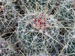 Hamatocactus hamatacanthus El Hundiddo pot 6,5 cm - 12374027