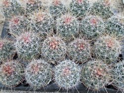 Hamatocactus hamatacanthus El Hundiddo pot 6,5 cm - 12374028