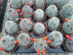 Mammillaria microcarpa