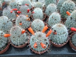 Mammillaria microcarpa - 12374037
