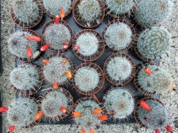 Mammillaria microcarpa - 12374038