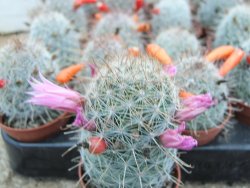 Mammillaria microcarpa - 12374039